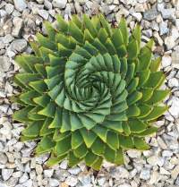 Aloe polyphylla