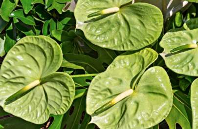 Anthurium Midori