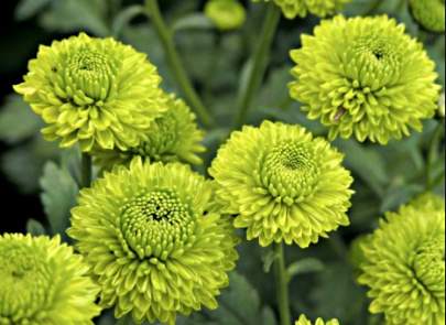 Chrysanthemums