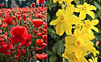 Pure colour may be found in flowers such as red poppies and yellow daffodils.