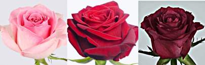 Value Range of Red Rose