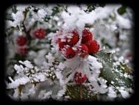snow covered berries